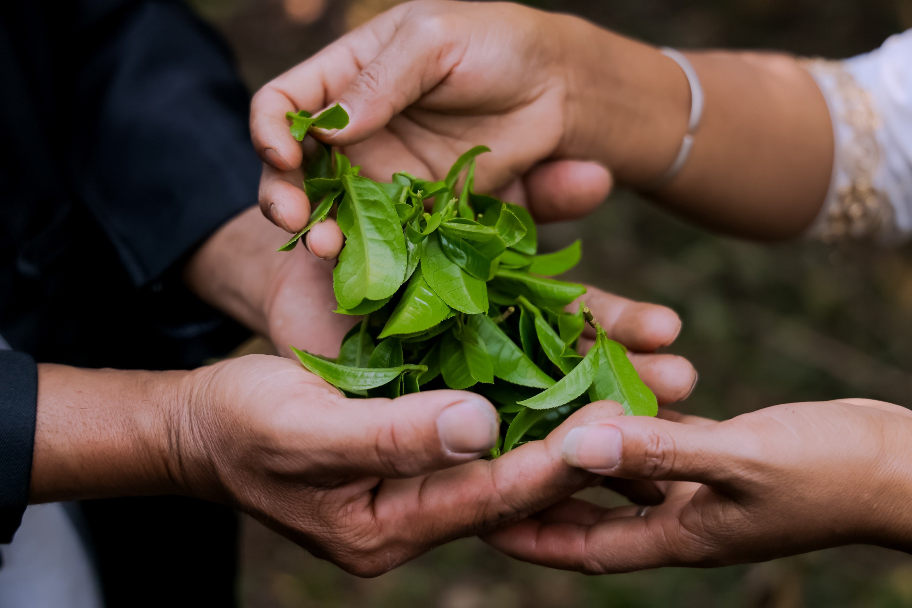 The Invisible Engine: How Circulation & Polyphenols Transform Your Skin